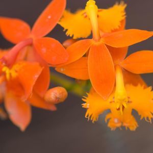 Meet your Posher, Beatriz